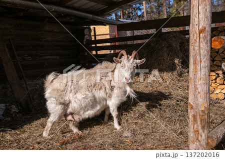 White goat female in a rustic barn with hay. Organic farming and animal husbandry for dairy products. Rural simple life outdoors. White goat female in a rustic barn with hay. Organic farming and animal husbandry for dairy products. Rural simple life outdoors. 137202016