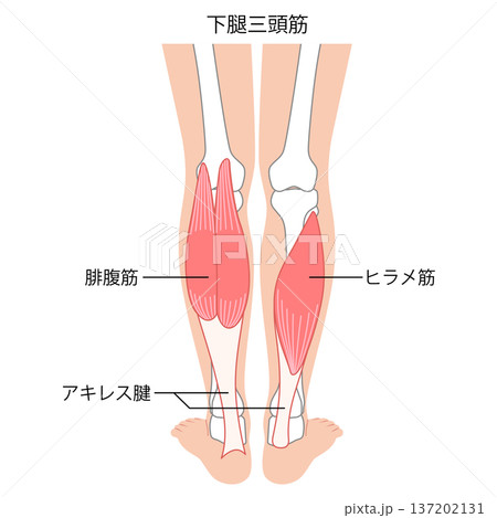 ふくらはぎの筋肉　腓腹筋　ヒラメ筋　下腿三頭筋 137202131