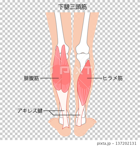 ふくらはぎの筋肉　腓腹筋　ヒラメ筋　下腿三頭筋 137202131