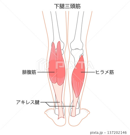 ふくらはぎの筋肉 腓腹筋 ヒラメ筋 下腿三頭筋 ふくらはぎの筋肉 腓腹筋 ヒラメ筋 下腿三頭筋 137202146
