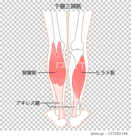 ふくらはぎの筋肉 腓腹筋 ヒラメ筋 下腿三頭筋 ふくらはぎの筋肉 腓腹筋 ヒラメ筋 下腿三頭筋 137202146