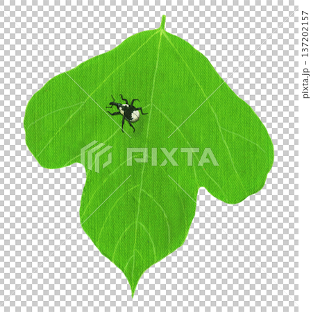 葛葉上的象鼻蟲 137202157