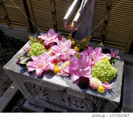 永代寺の花手水・江東区 永代寺の花手水・江東区 137202307