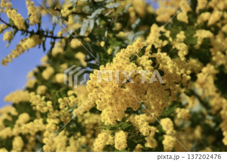 青空に映えるミモザアカシアの花 青空に映えるミモザアカシアの花 137202476