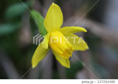 早春の庭に咲く黄色いミニスイセン（テターテート）の花 137202480