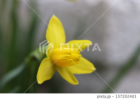 早春の庭に咲く黄色いミニスイセン(テターテート)の花 早春の庭に咲く黄色いミニスイセン(テターテート)の花 137202481