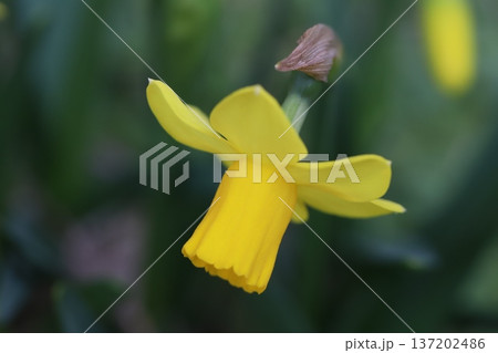 早春の庭に咲く黄色いミニスイセン(テターテート)の花 早春の庭に咲く黄色いミニスイセン(テターテート)の花 137202486