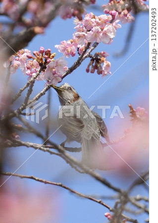 桜の蜜を吸うヒヨドリ 青空背景 桜の蜜を吸うヒヨドリ 青空背景 137202493
