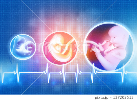 Human fetus development Human fetus development 137202513