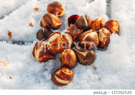 planting bulbous tulips in the snow in late autumn 137202520