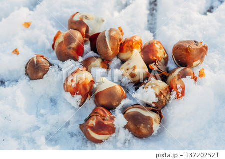 planting bulbous tulips in the snow in late autumn planting bulbous tulips in the snow in late autumn 137202521