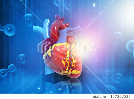 Human heart anatomy on abstract medical background 137202525