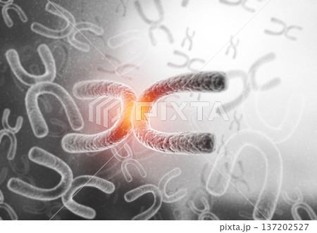 Chromosome background 137202527