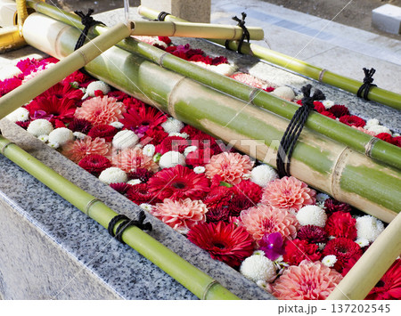 富岡八幡宮の花手水・江東区 137202545
