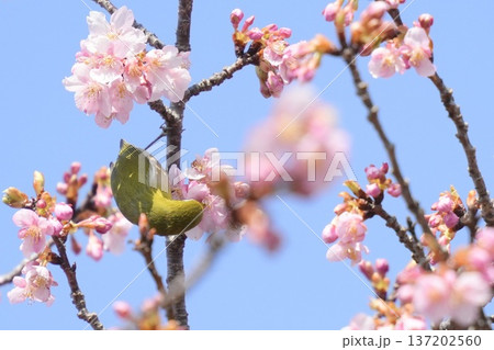 桜の蜜を吸うメジロ　春イメージ　青空背景 137202560
