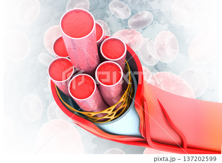 Blood vessels anatomy on medical background Blood vessels anatomy on medical background 137202599
