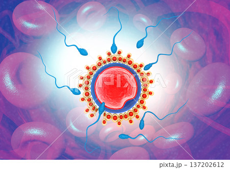 Sperm and egg cell on Scientific background Sperm and egg cell on Scientific background 137202612