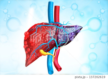 3d illustration of Abstract medical background with Diseased liver 3d illustration of Abstract medical background with Diseased liver 137202619