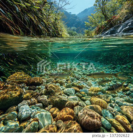 魚が泳ぐ透明な山間の清流と水中風景 137202622
