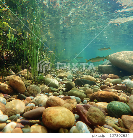 魚が泳ぐ透明な山間の清流と水中風景 137202624