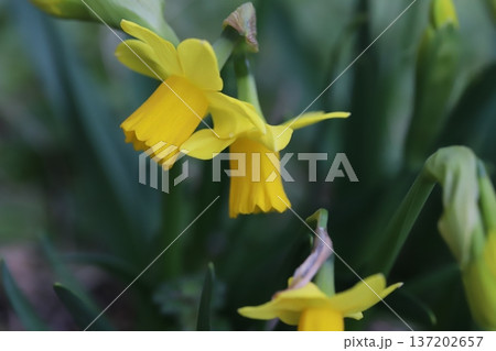 早春の庭に咲く黄色いミニスイセン（テターテート）の花 137202657