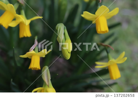 早春の庭に咲く黄色いミニスイセン（テターテート）の花 137202658