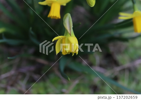 早春の庭に咲く黄色いミニスイセン（テターテート）の花 137202659