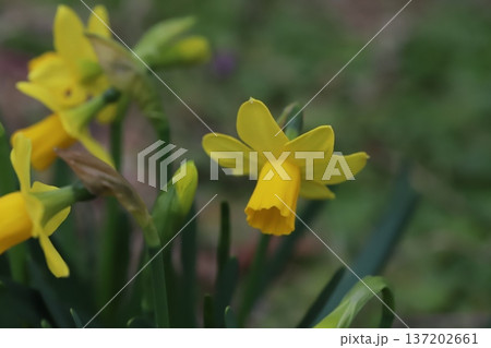 早春の庭に咲く黄色いミニスイセン（テターテート）の花 137202661