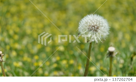 春の野草 春の野草 137202704