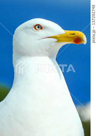 Seagull portrait, head shot. Close-up of a seagull's head. Seagull portrait, head shot. Close-up of a seagull's head. 137202748