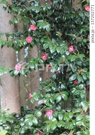 赤い椿の花 赤い椿の花 137202771