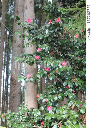 赤い椿の花 137202773