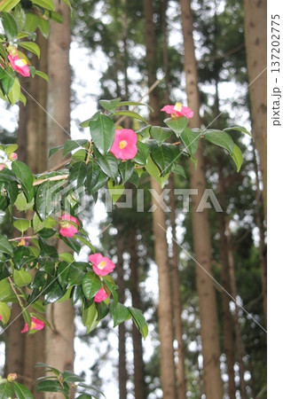 赤い椿の花 赤い椿の花 137202775