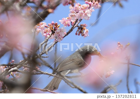 桜の蜜を吸うヒヨドリ　青空背景 137202811