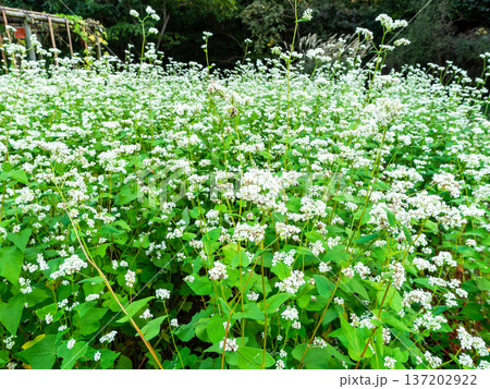 群生する蕎麦の花 137202922
