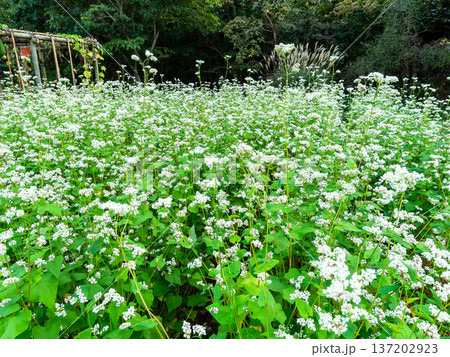 群生する蕎麦の花 群生する蕎麦の花 137202923