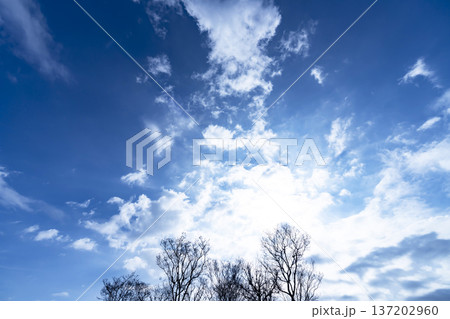 青空と雲と木立 青空と雲と木立 137202960
