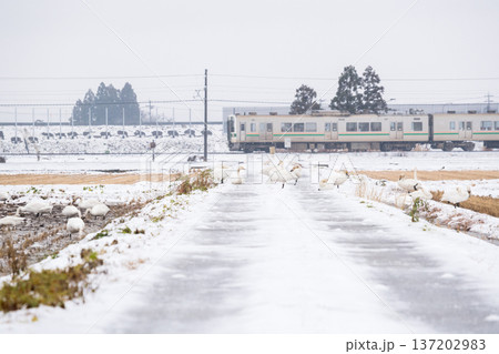 【山形線】雪原にいるハクチョウと普通列車 【山形線】雪原にいるハクチョウと普通列車 137202983