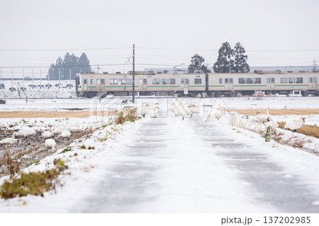 【山形線】雪原にいるハクチョウと普通列車 137202985