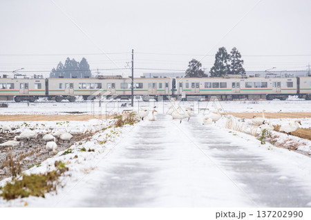【山形線】雪原にいるハクチョウと普通列車 137202990