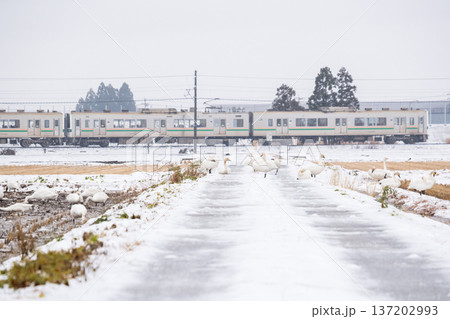 【山形線】雪原にいるハクチョウと普通列車 【山形線】雪原にいるハクチョウと普通列車 137202993