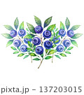 Lush watercolor composition of ripe blue blueberries on leafy green branches. This detailed botanical painting showcases fresh forest berries with rich textures and vibrant natural tones. 137203015