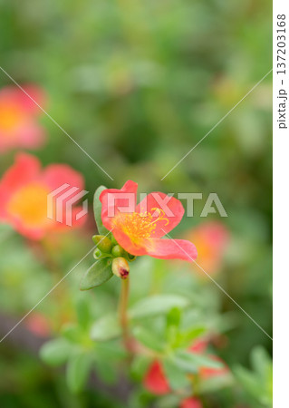 色鮮やかな花　ポーチュラカ 137203168