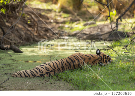 wild female bengal tiger or panthera tigris after heavy meal resting her body to cool off body temperature in peaceful place back side view of stripe pattern ranthambore national park rajasthan india 137203610