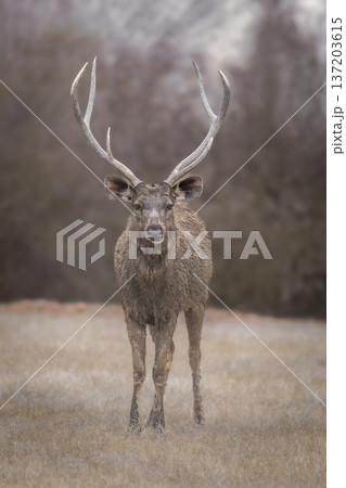 Wild alert male Sambar deer or Rusa unicolor closeup or portrait with large antlers long horn or stag with eye contact in safari at forest of india asia. largest deer of Indian subcontinent 137203615