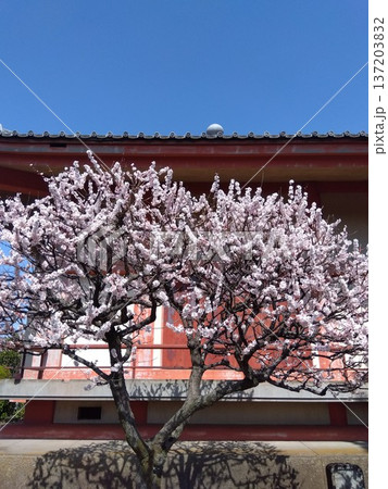早春の寺本堂の脇に咲く白梅の花 137203832