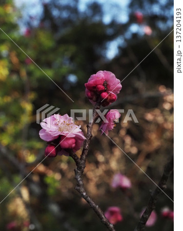 淡い早春の木漏れ日を浴びた紅梅（枝先についたピンクの梅の花） 137204193