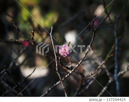 早春の日差しを浴びた一輪の紅梅（枝についたピンクの梅の花） 137204425