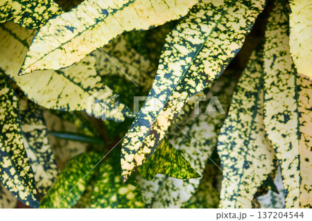 Vibrant speckled green and yellow leaf pattern detail. Close up of nature background. Abstract plant texture image for organic design. Vibrant speckled green and yellow leaf pattern detail. Close up of nature background. Abstract plant texture image for organic design. 137204544