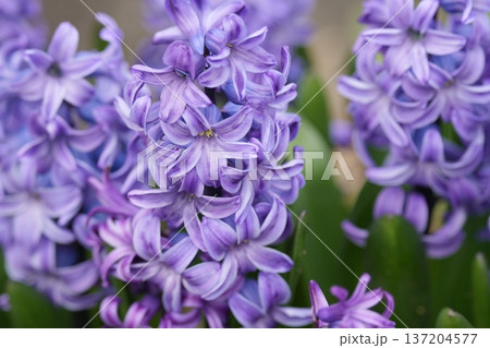 ヒヤシンスの花々 ヒヤシンスの花々 137204577